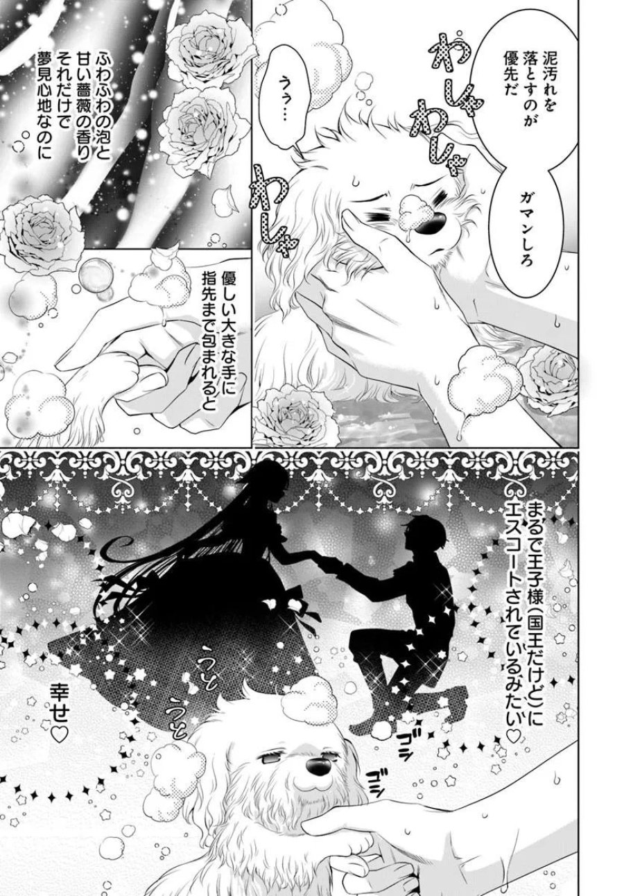 国王陛下、私を飼ってください! ～妹の身代わりで貢ぎ物にされましたが、愛され犬を目指します～ 第9.1話 - Page 3