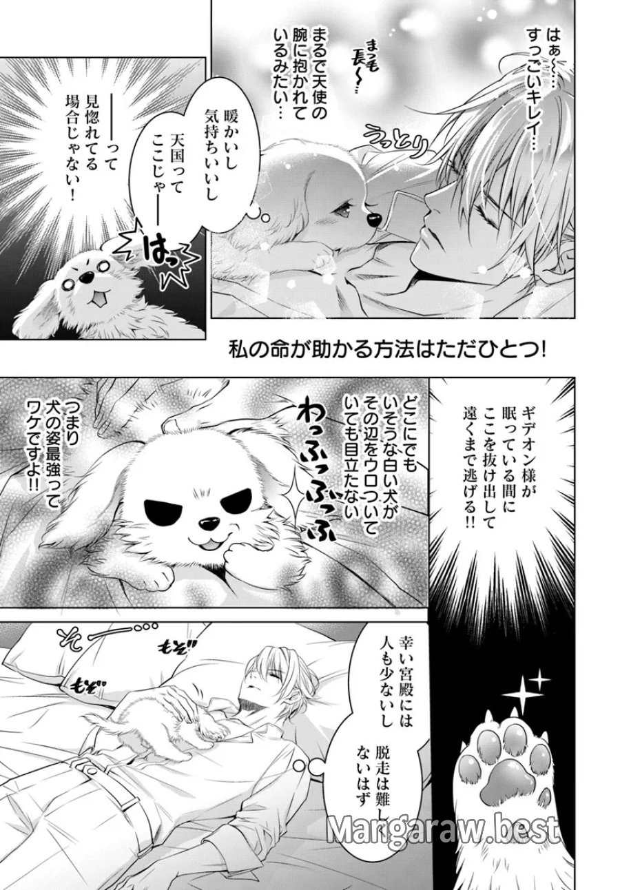 国王陛下、私を飼ってください! ～妹の身代わりで貢ぎ物にされましたが、愛され犬を目指します～ 第3話 - Page 11