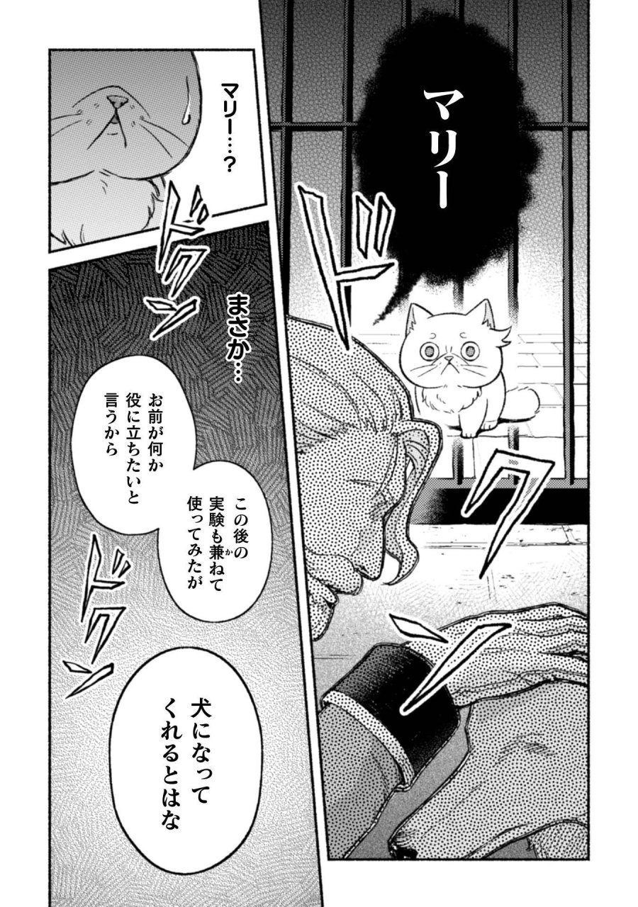 根暗騎士による溺愛満喫中のブサ猫、実は聖女です! 第12話 - Page 14
